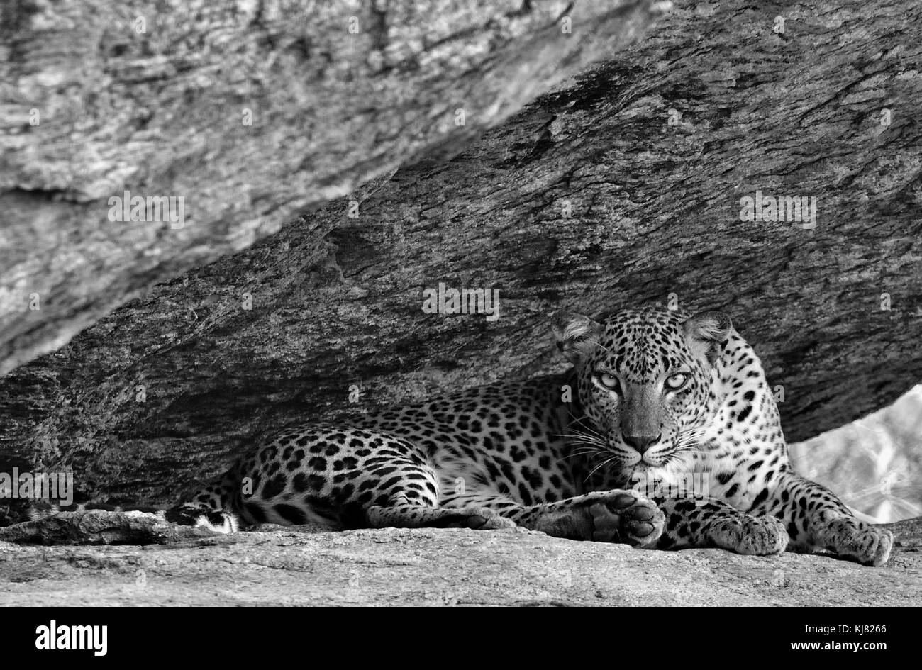 Leopard sur un rocher. La femelle de Leopard (Panthera pardus kotiya). Sri lanka. parc national de Yala photo noir et blanc. Banque D'Images