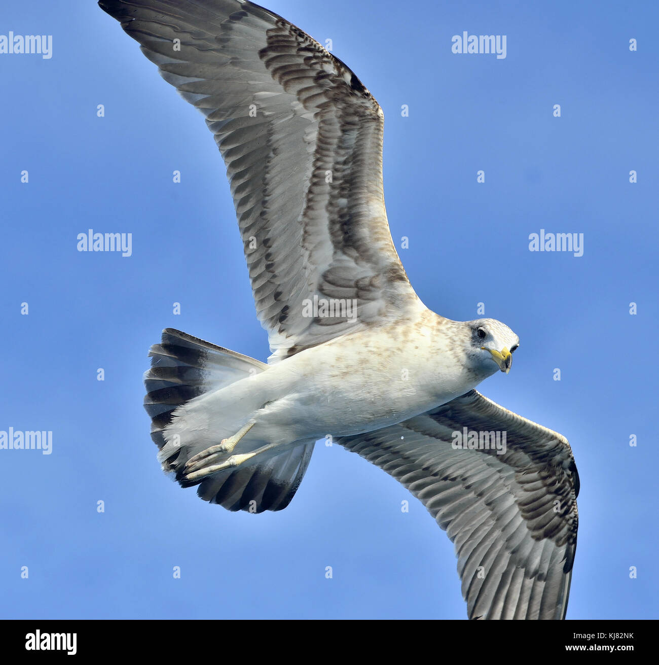 Battant varech juvénile (Larus dominicanus), également connu sous le nom de la République dominicaine et gull mouette de varech noir soutenu. false bay, afrique du sud Banque D'Images