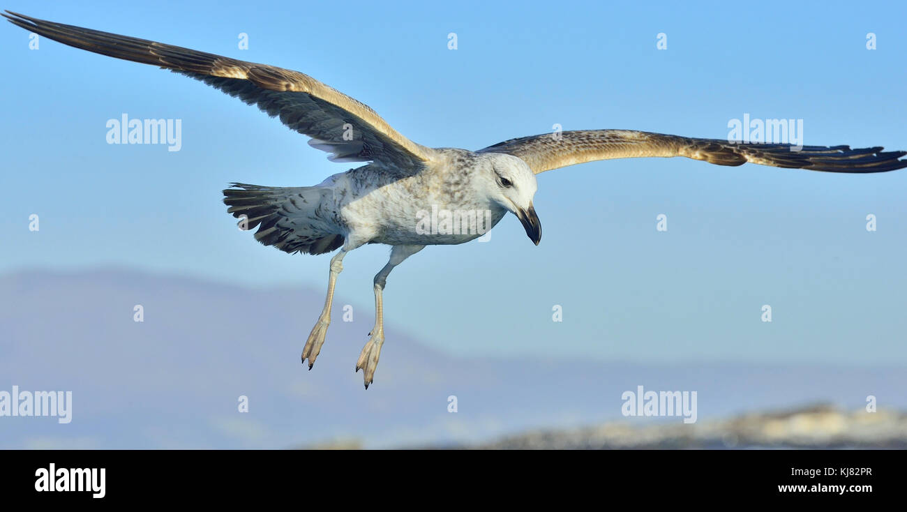 Battant varech juvénile (Larus dominicanus), également connu sous le nom de la République dominicaine et gull mouette de varech noir soutenu. false bay, afrique du sud Banque D'Images