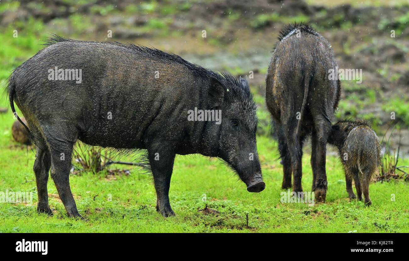 Le sanglier (Sus scrofa cristatus), également connu sous le nom de cochon ou porc moupin andamanais. parc national de Yala au Sri Lanka. Banque D'Images