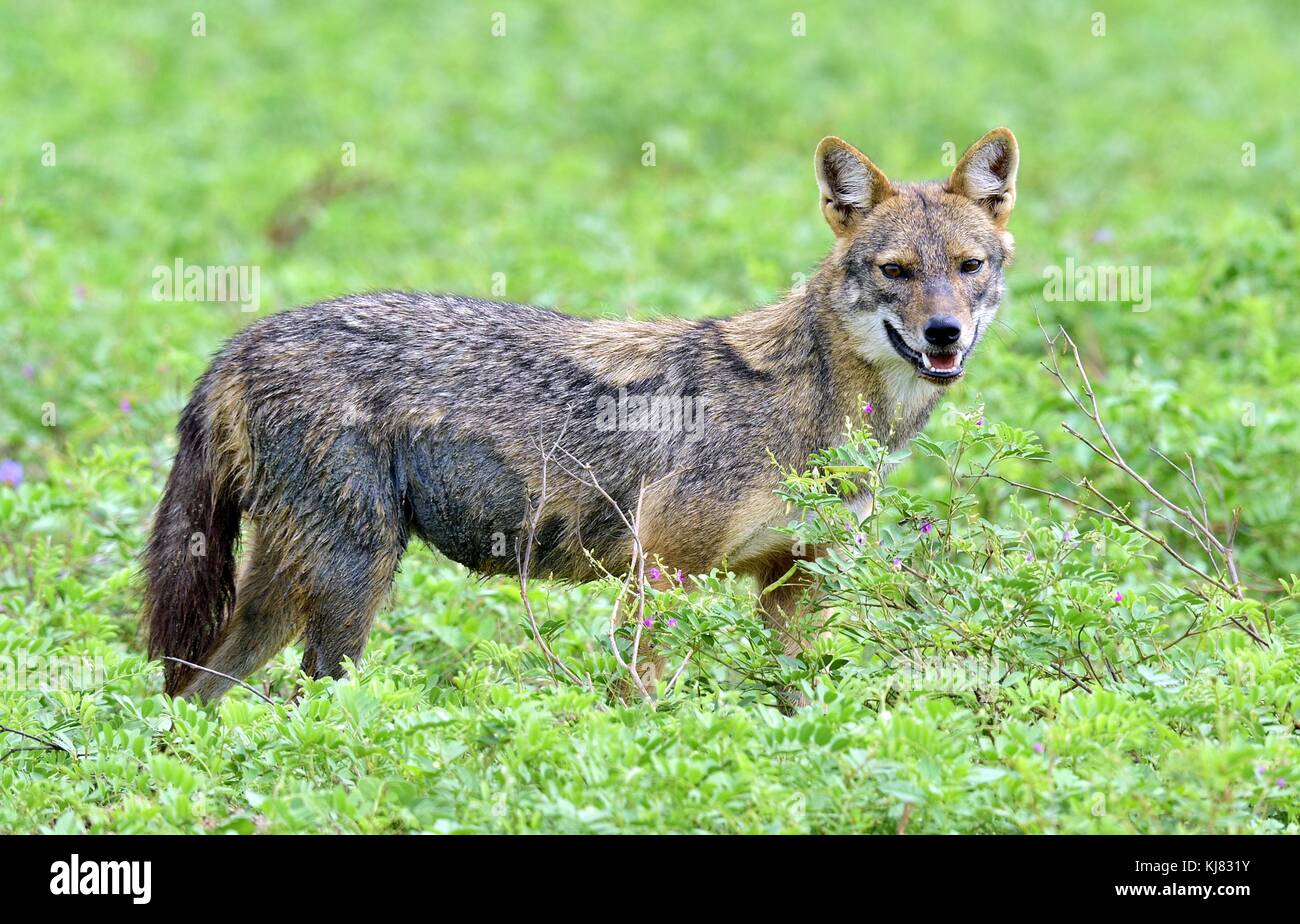 Close-up photo nature de Canis aureus, chacal, indien de prédateurs canis famille, comité permanent sur l'herbe verte contre fond naturel vert côté vie. Banque D'Images