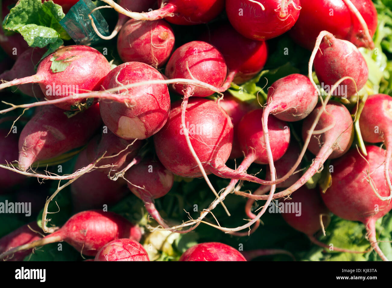 Farm Fresh radis. Banque D'Images