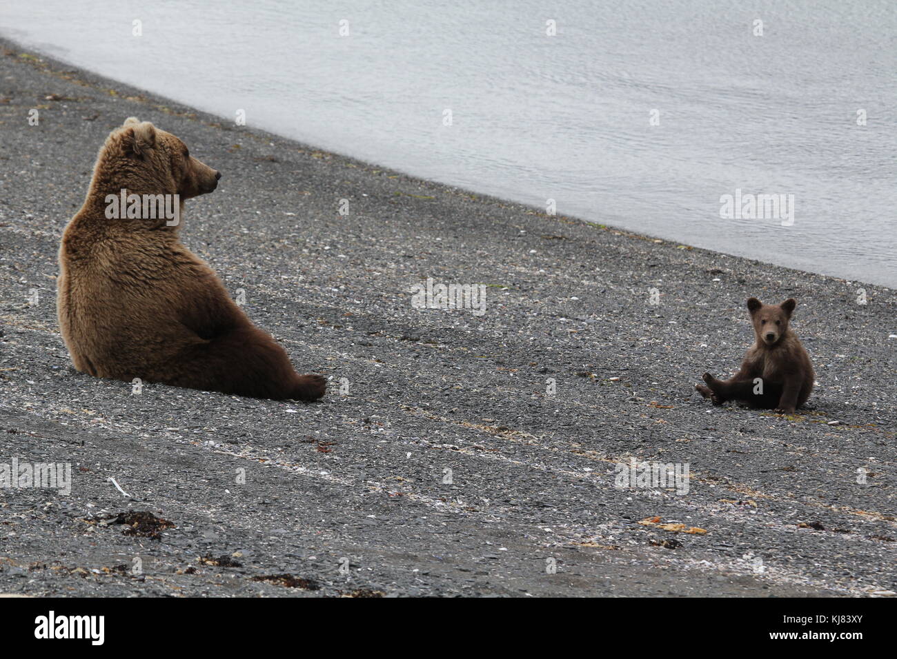 Momma grizzli et son bébé cub reposant sur la plage sur l'île de ninagiak, hallo bay, katmai national park, alaska Banque D'Images