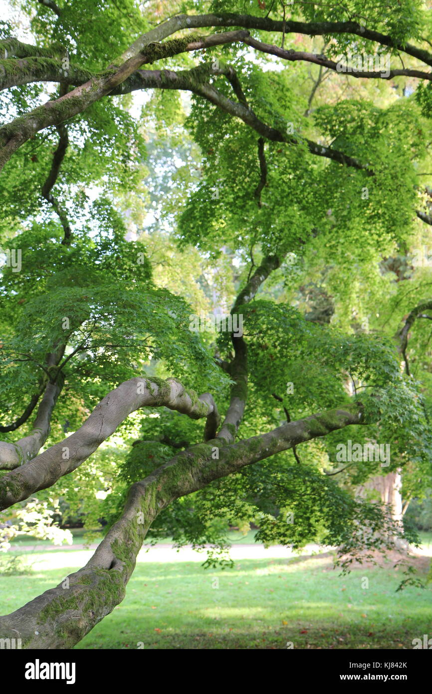 Acer japonais matures, Westonbirt Arboretum, Gloucestershire, Royaume-Uni Banque D'Images