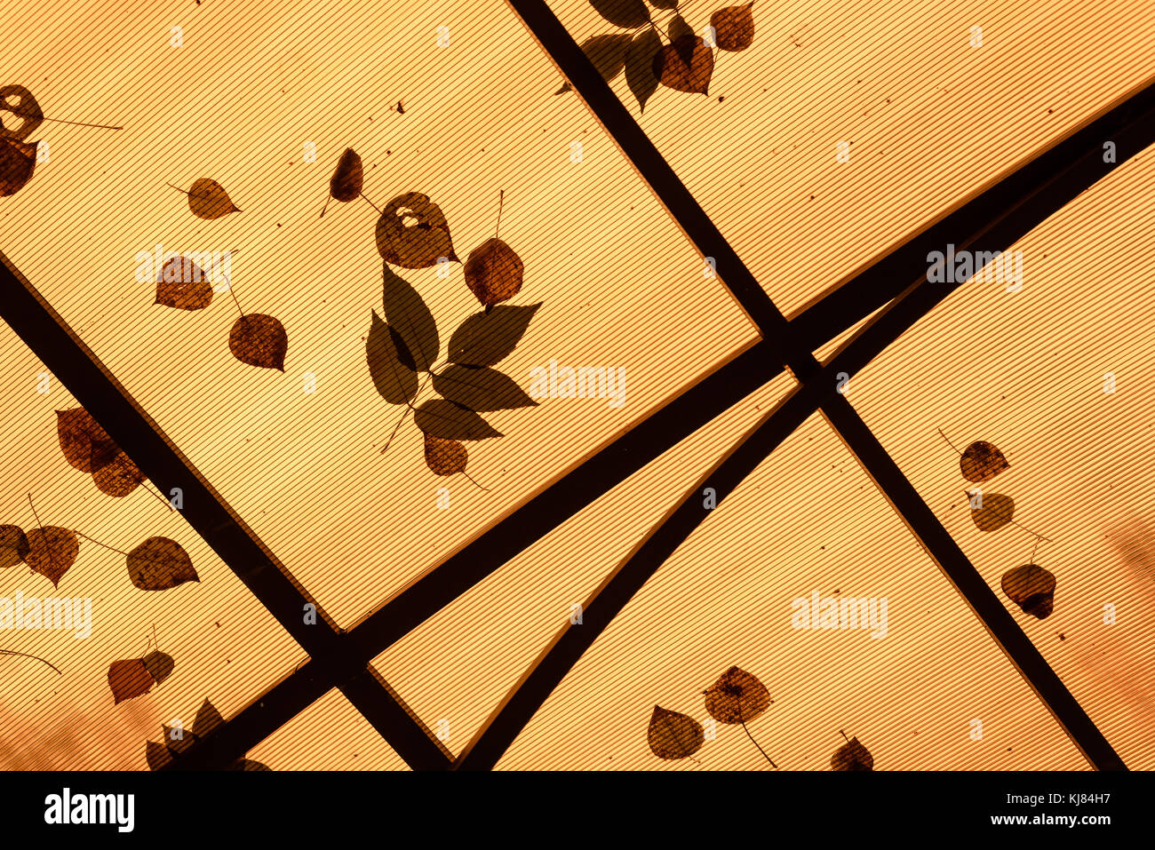 Les feuilles tombées sur le toit en plastique orange avec des motifs de feuilles et copie espace salon pour l'automne d'après les dessins et plans Banque D'Images