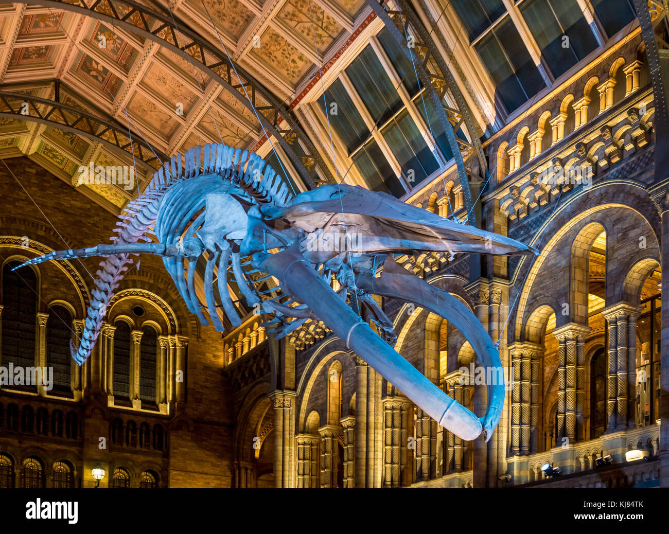 Squelette de rorqual bleu nommé espoir, suspendu dans le hall Hintze, Natural History Museum, Londres, Royaume-Uni. Banque D'Images