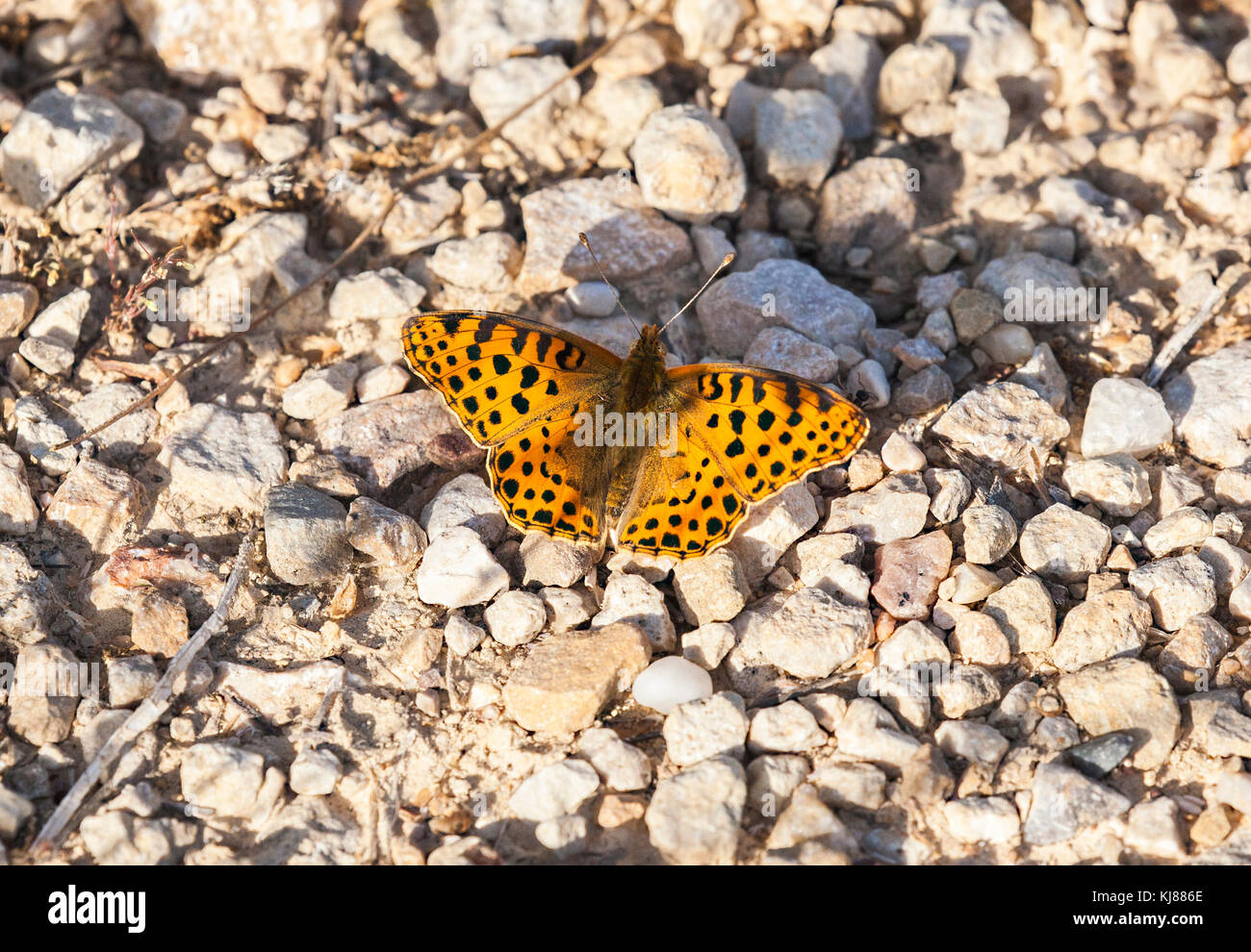 La reine d'Espagne papillon Issoria lathonia Fritillary butterfly se dorant dans soleil dans la campagne espagnole sur le plancher au centre de l'Espagne en Riaza Banque D'Images