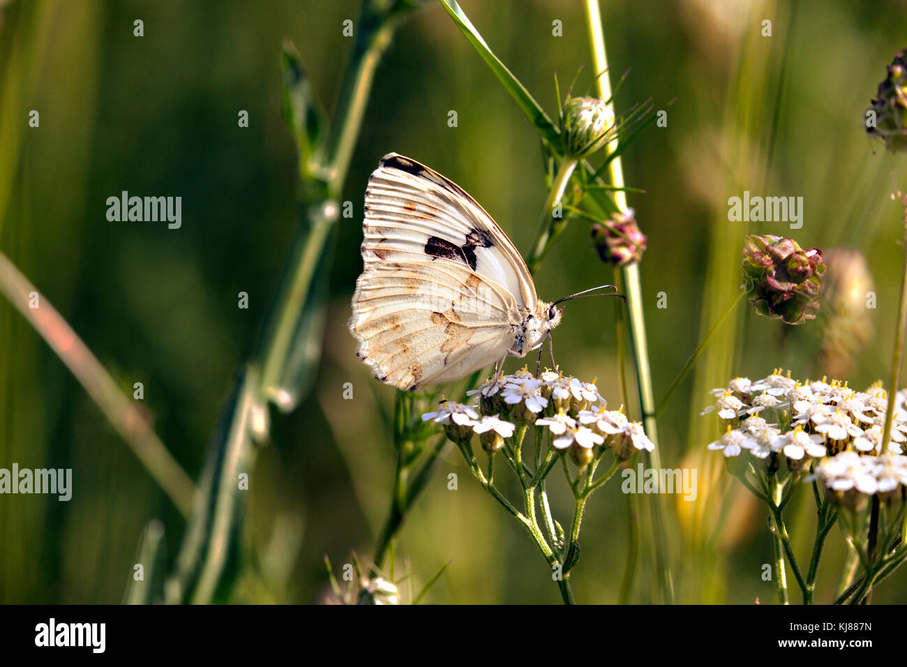 Papillon blanc marbré ibérique Melanargla lachesls dans le centre de l'Espagne Banque D'Images