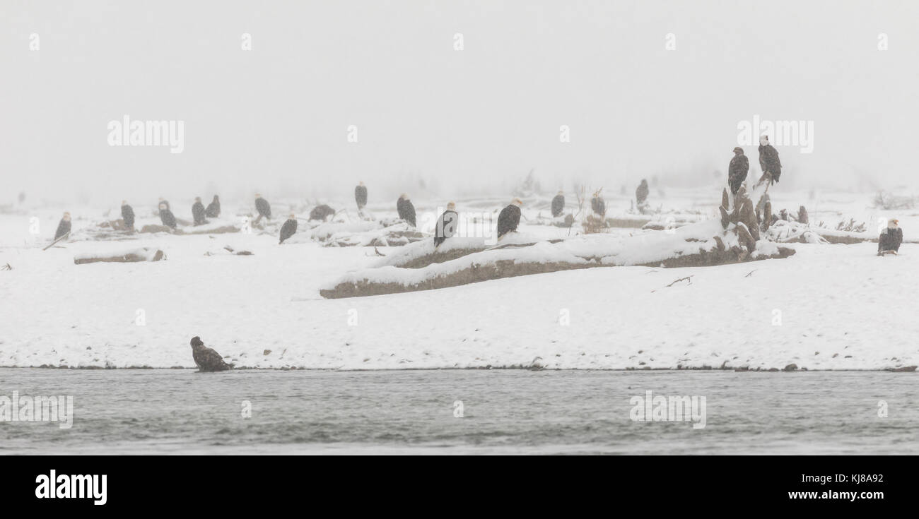 Aigles à tête blanche perchés le long de la rivière Chilkat dans la réserve d'aigles à tête blanche de Chilkat faites une pause pour se nourrir du saumon pendant une tempête de neige. Banque D'Images