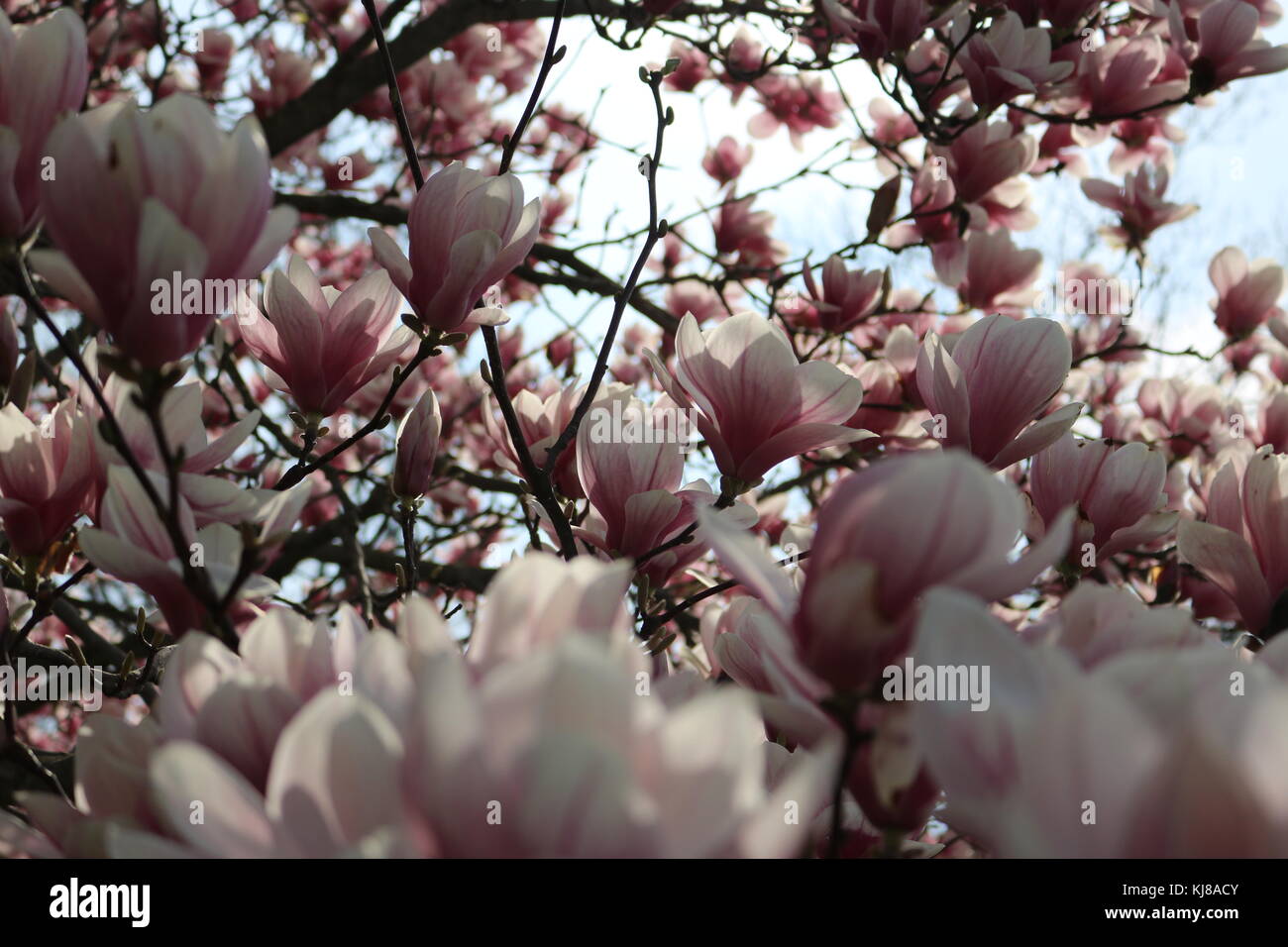 Fleurs roses et blanches poussant sur un magnolia au printemps. Banque D'Images