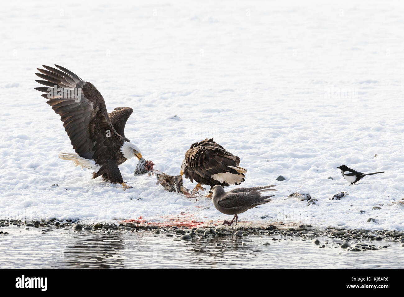 Pygargues à tête blanche dans un remorqueur de guerre au sujet des mêmes rabuts de saumon le long de la rivière Chilkat dans la réserve d'aigle à tête blanche de la rivière Chilkat en Alaska. Banque D'Images