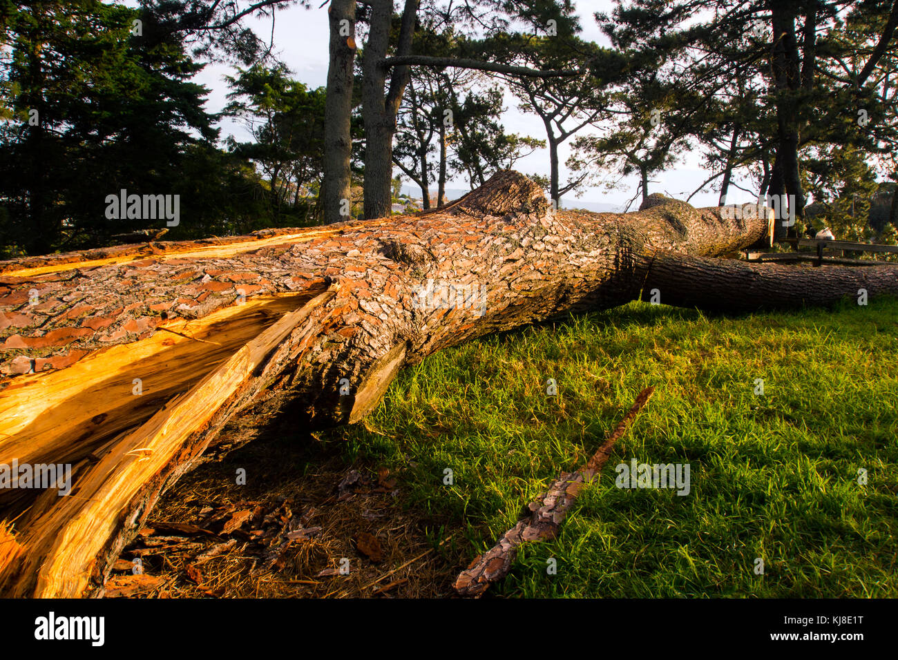 Close-up of a broken tree Banque D'Images