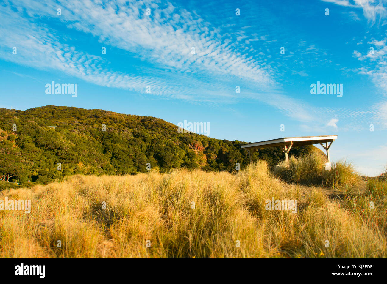 Piha beach, Auckland, Nouvelle-Zélande Banque D'Images