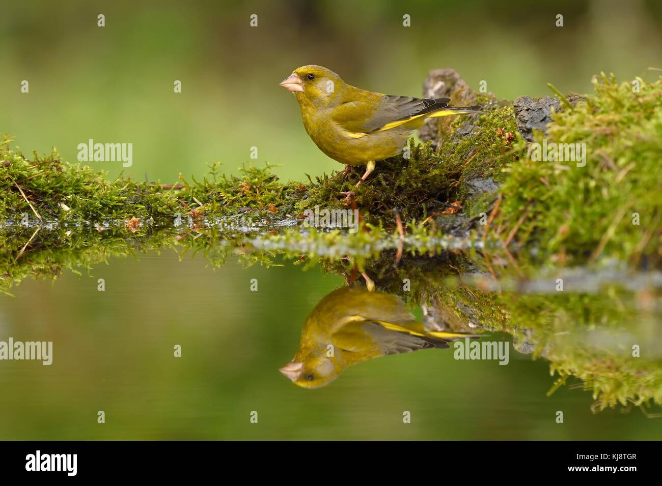 Verdier d'Europe (Chloris chloris), homme, reflète dans l'étang, le parc national de Kiskunsag, Hongrie Banque D'Images