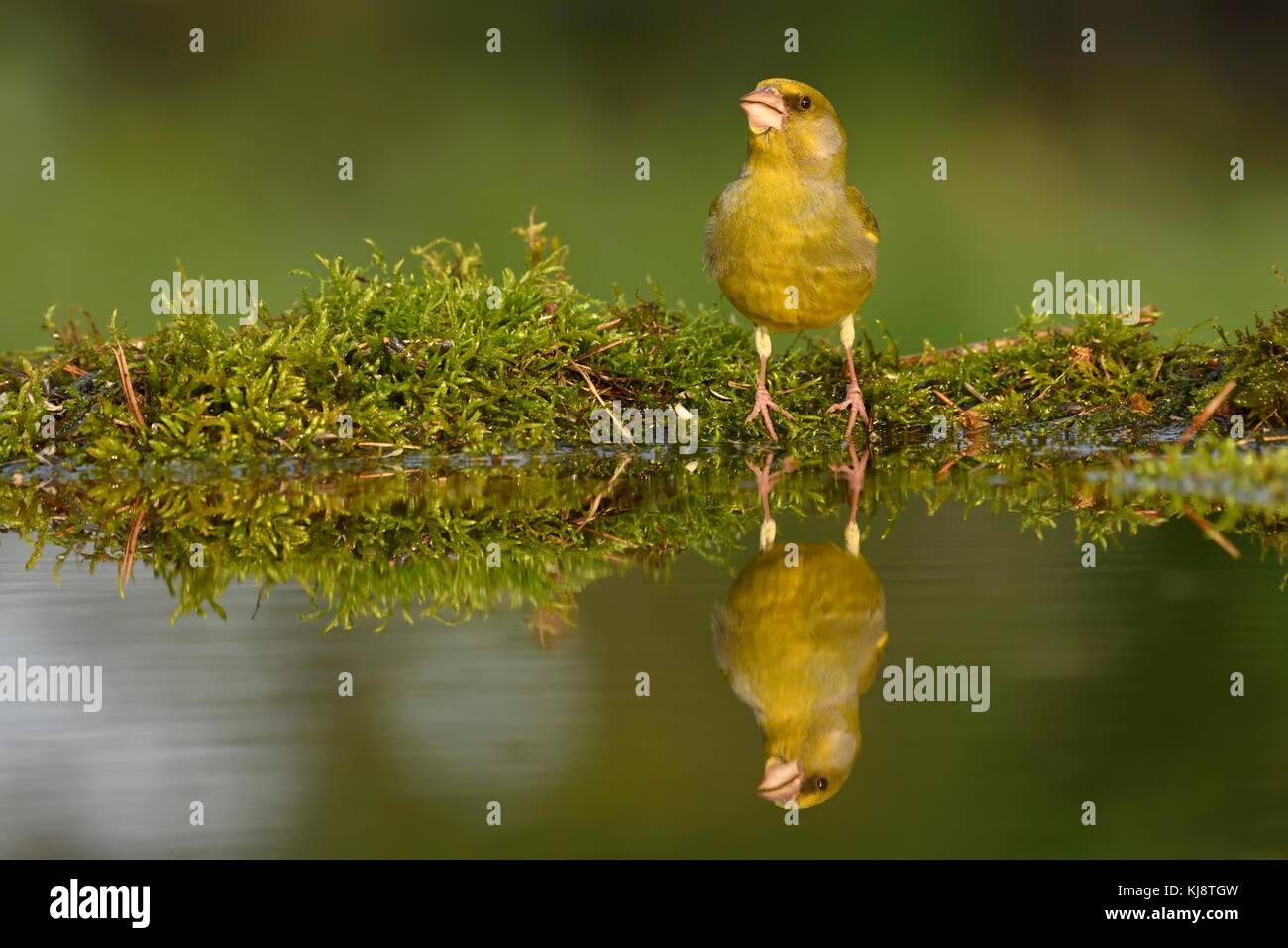 Verdier d'Europe (Chloris chloris), homme, reflète dans l'étang, le parc national de Kiskunsag, Hongrie Banque D'Images