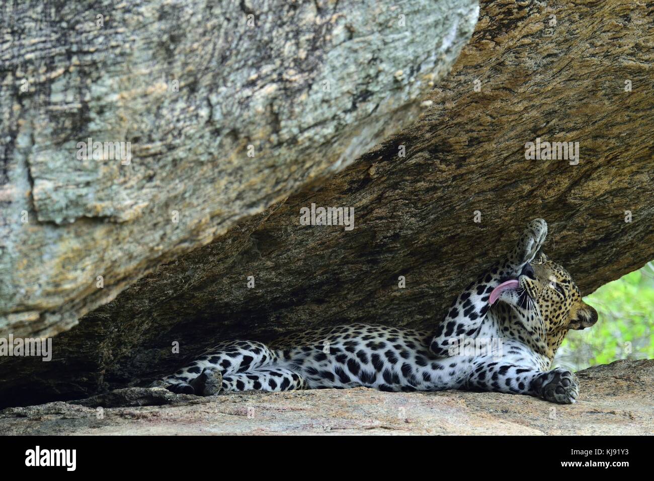 Leopard, lécher, chat, prédateur, panthera, nature, grand, sauvage, la faune, safari, félin, pardus, portrait, yeux, langue, lèvres, carnivore, hunter, Wilde Banque D'Images