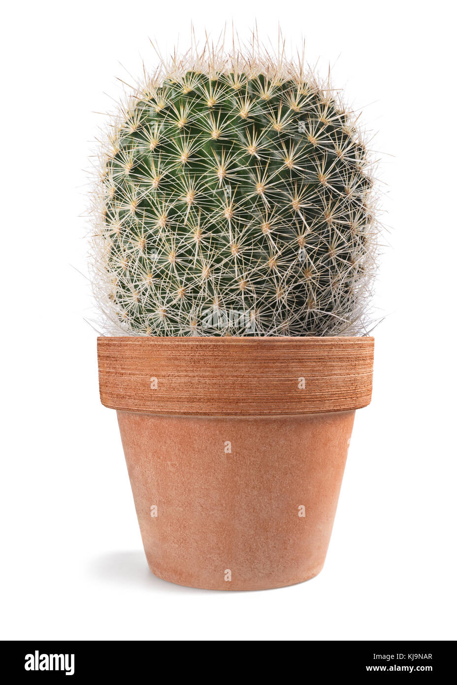 Cactus en vase isolé sur fond blanc Banque D'Images
