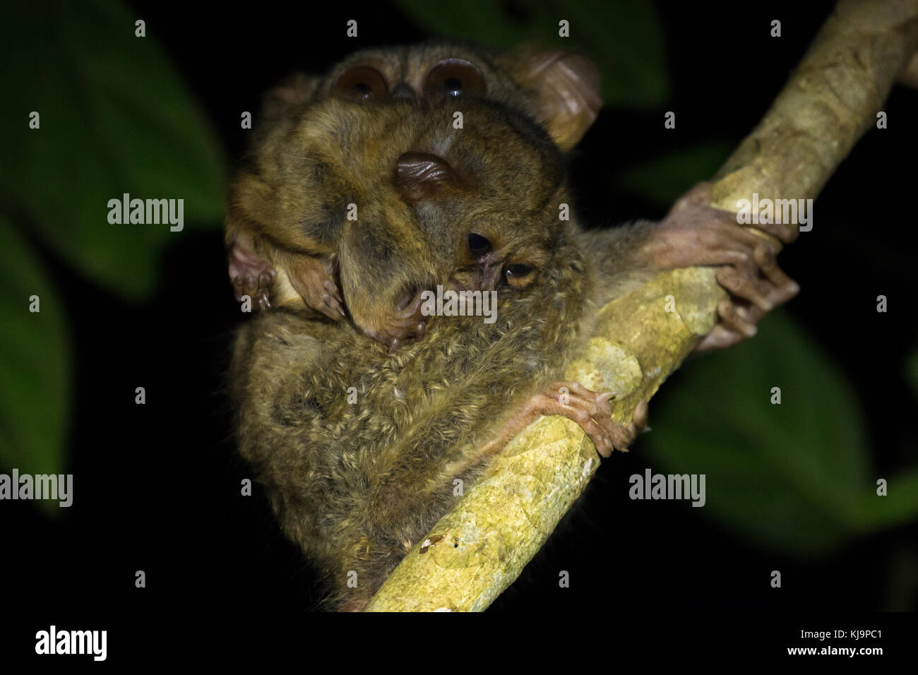 Un groupe familial de tarsier tarsiers (tarsius) nichant dans un arbre dans le parc national de tangkoko, nord de Sulawesi, en Indonésie. Banque D'Images