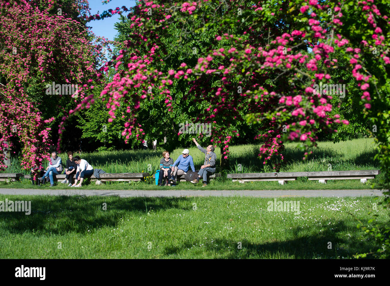 Parco Nord Milano est une banlieue métropolitaine park situé dans la périphérie nord de Milan. Classé comme world, il s'étend entre les villes de Milan, Bresso, Cornaredo, Milan, Milano, Sesto San Giovanni. Banque D'Images
