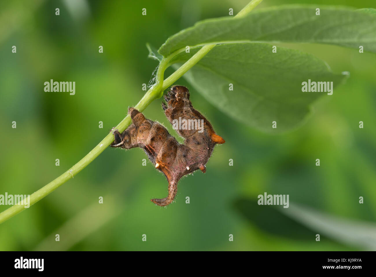 Fliedertiche, Flieder-Spanner, Raupe frisst an Schneebeere, Apeira syringaria, Hygrochroma syringaria, Pericallia syringaria, lilas Beauty, caterpillule Banque D'Images