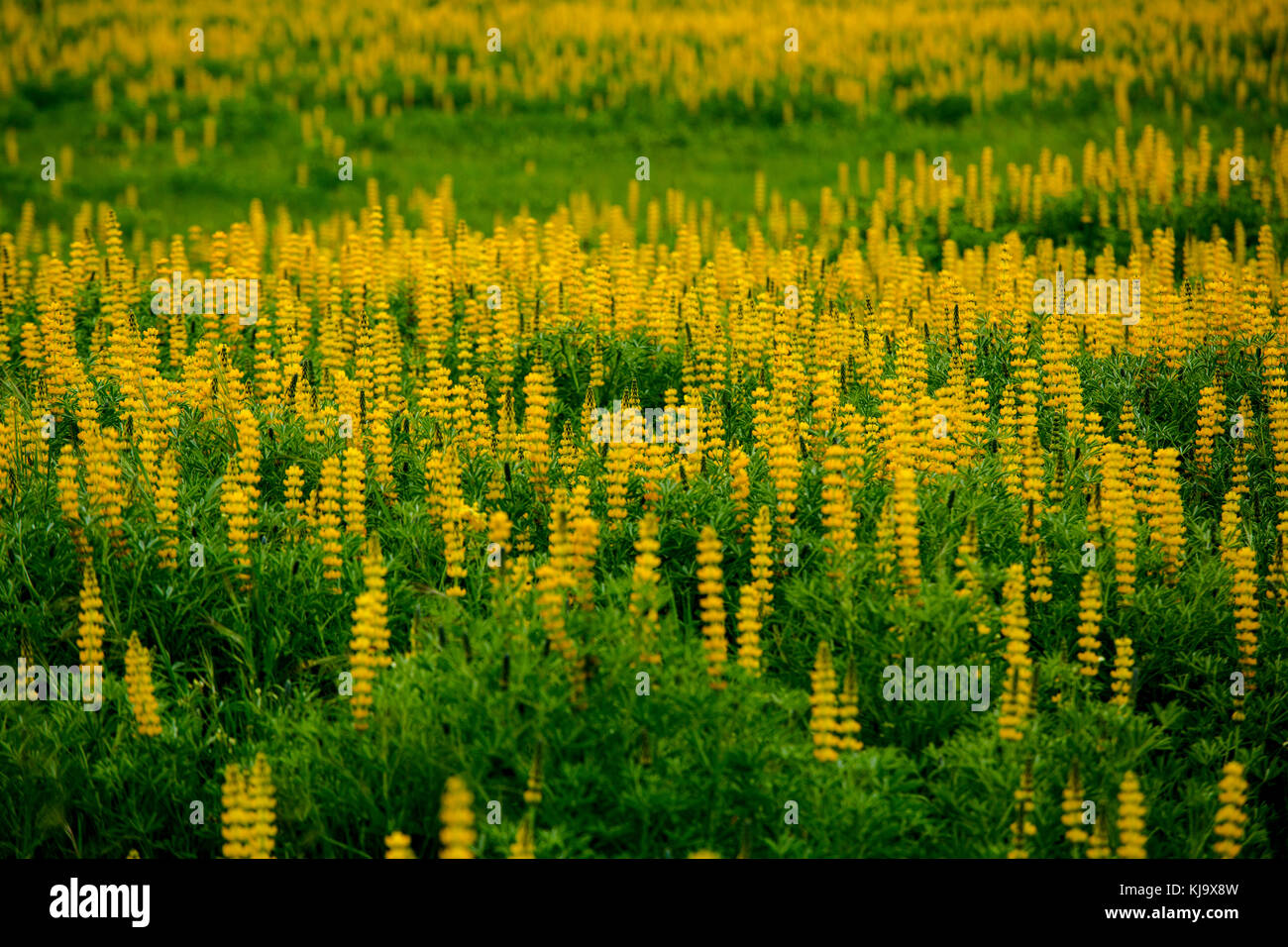 Belle prairie avec des fleurs jaunes Banque D'Images