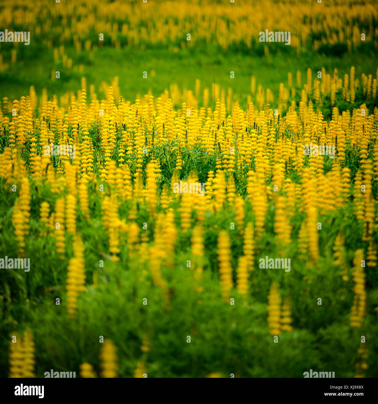 Belle prairie avec des fleurs jaunes Banque D'Images