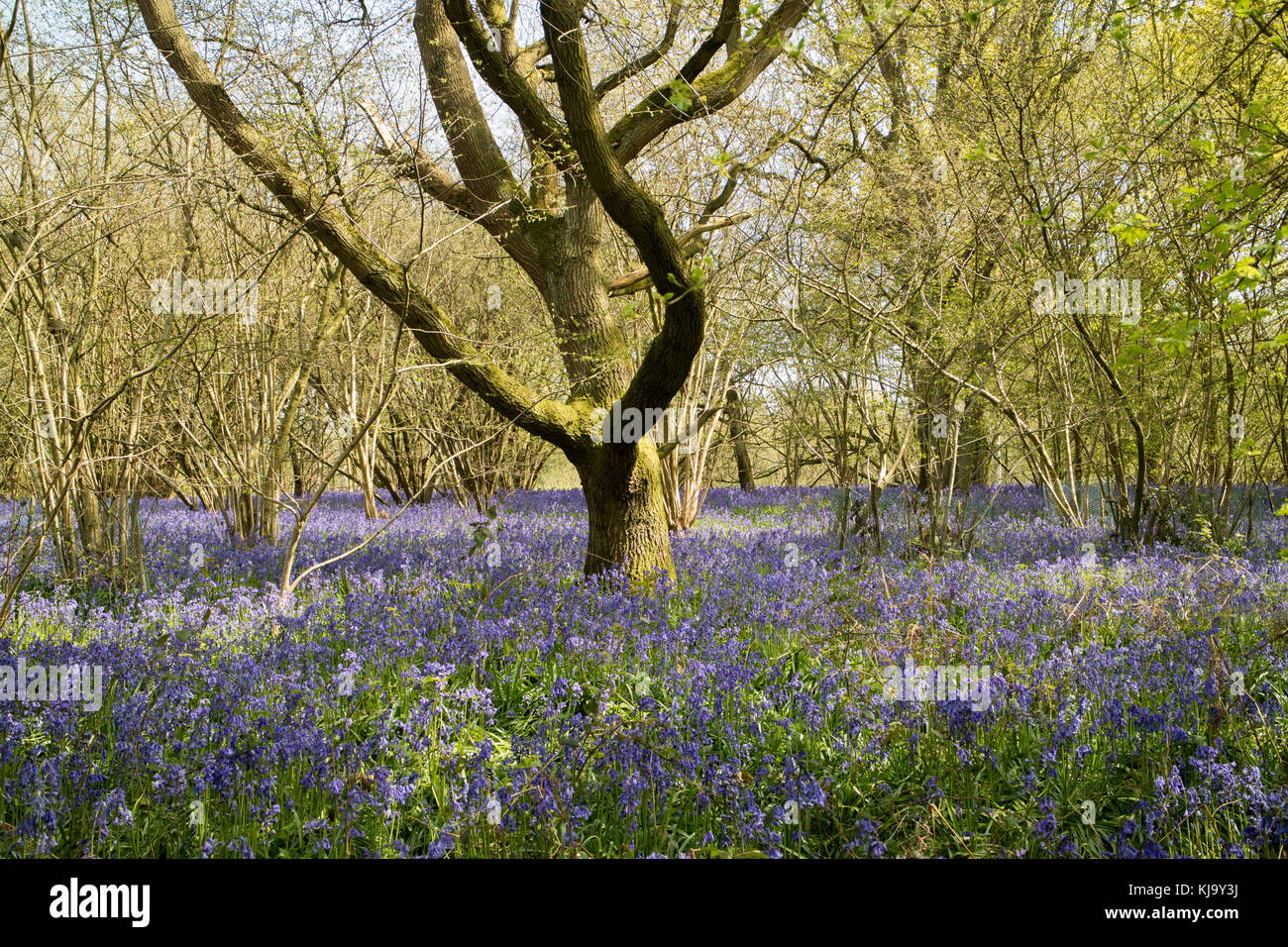 Un tapis de bluebells par Rutland Water Banque D'Images