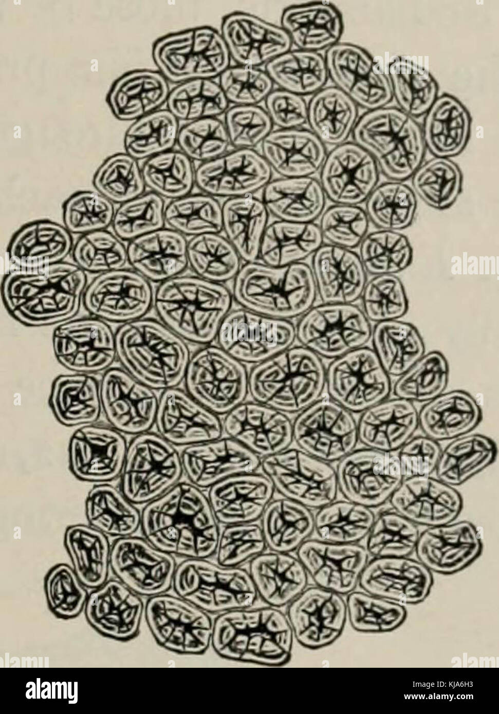 'La microscopie des aliments végétaux, avec une référence spéciale à la détection de l'adultération et au diagnostic des mélanges' (1916) Banque D'Images