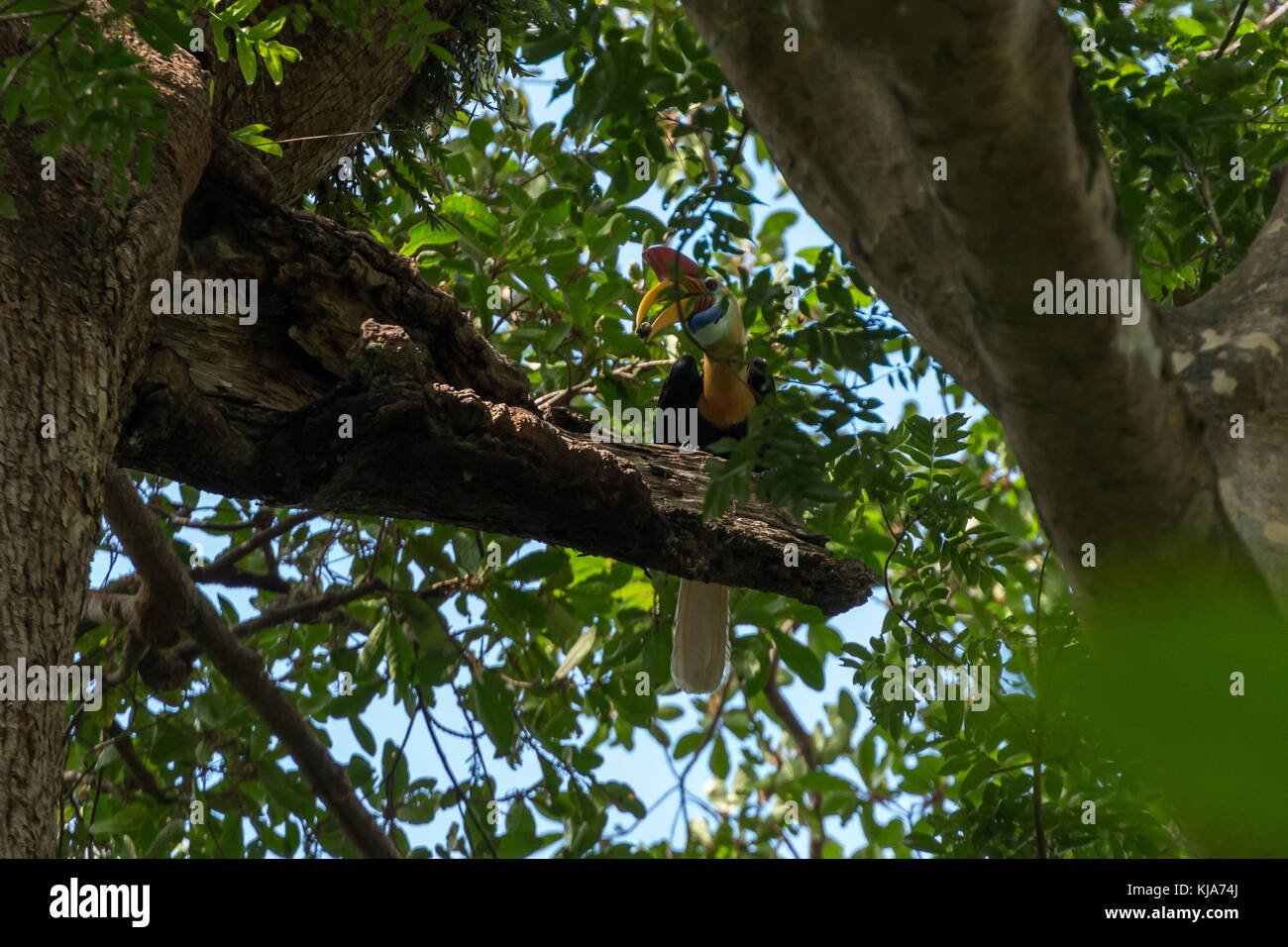 Bulbés mâle calao (rhyticeros cassidix) nourrir ses jeunes dans un arbre dans le parc national de tangkoko, nord de Sulawesi, en Indonésie. Banque D'Images