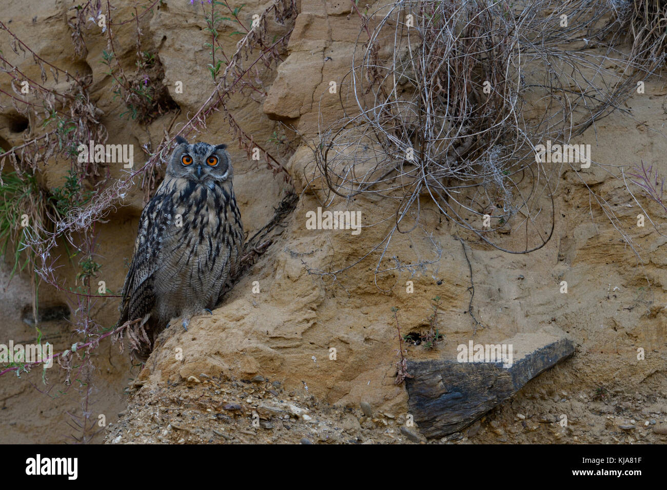 Grand duc ( Bubo bubo ), jeune oiseau, se reposant dans la pente d'une carrière de sable, regardant vers le photographe, de la faune, de l'Europe. Banque D'Images