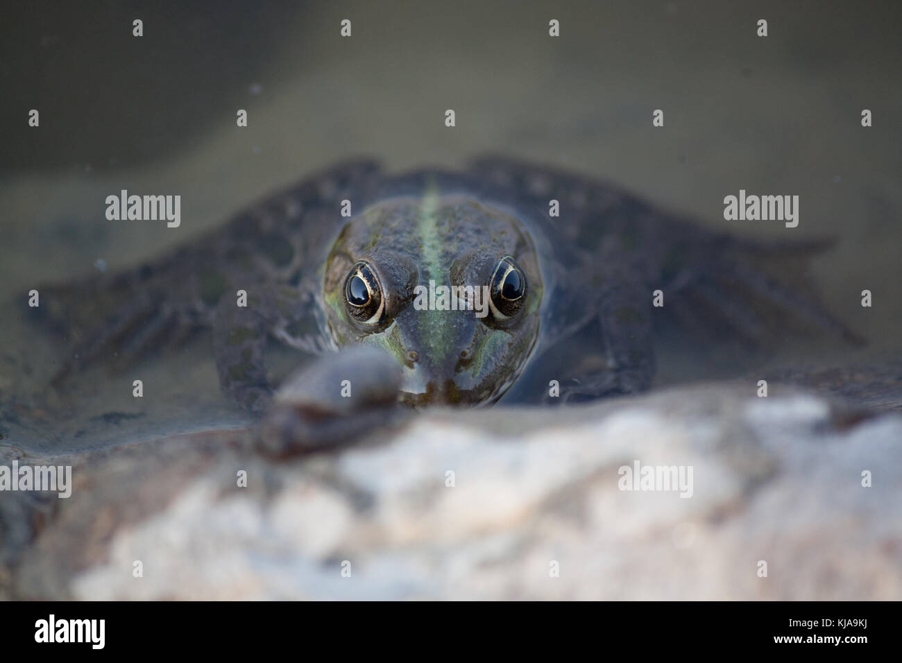 Grenouille sur un rocher Banque D'Images