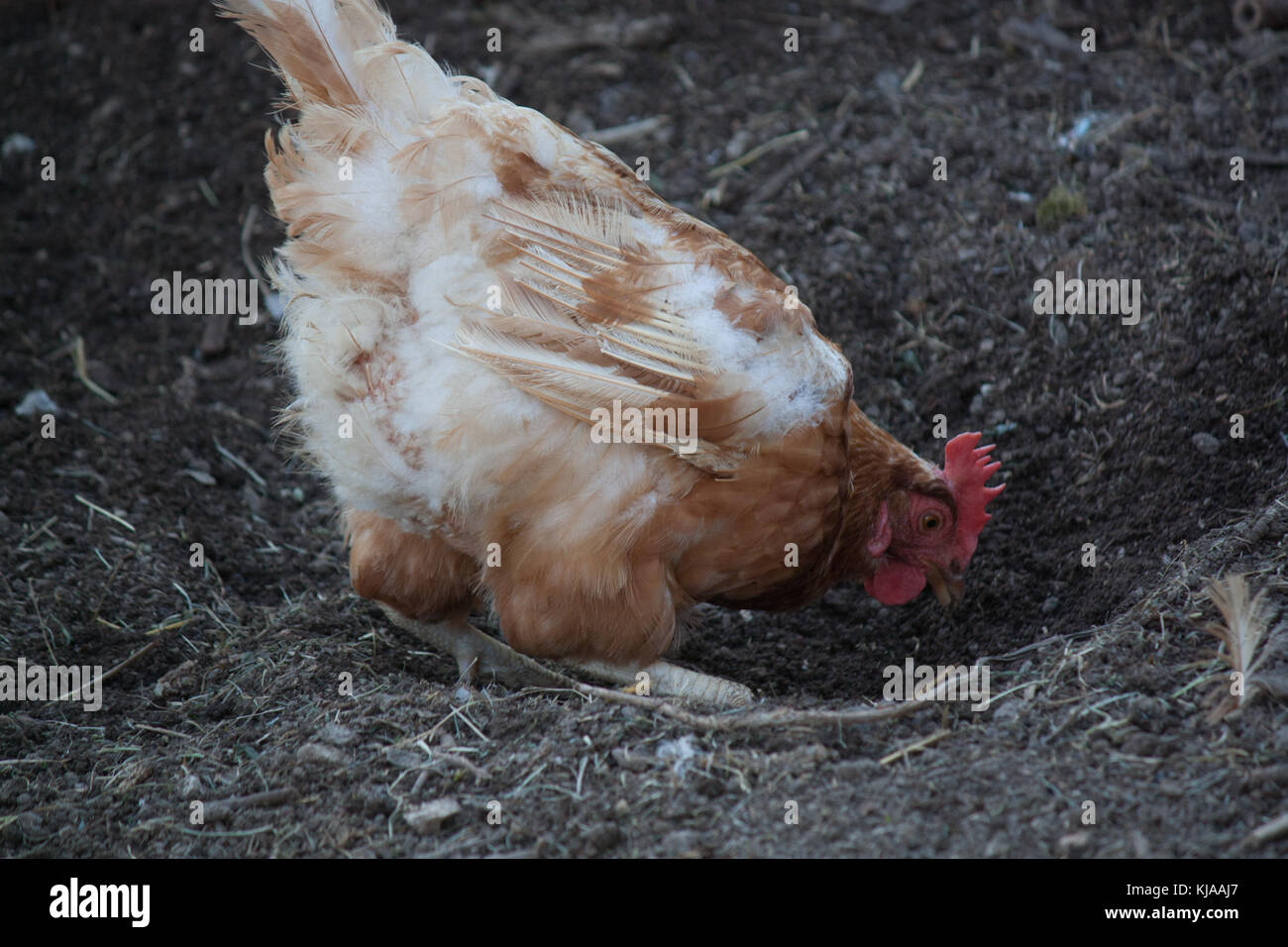 Les poulets creusent dans la cour Banque D'Images