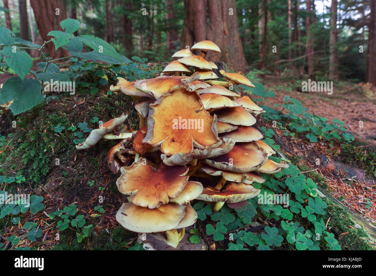 Saprobic, solitaire ou en petits groupes sur les souches, pourriture des branches et autres débris ligneux ce champignon pourriture du bois dans la forêt de Hamsterley. Banque D'Images