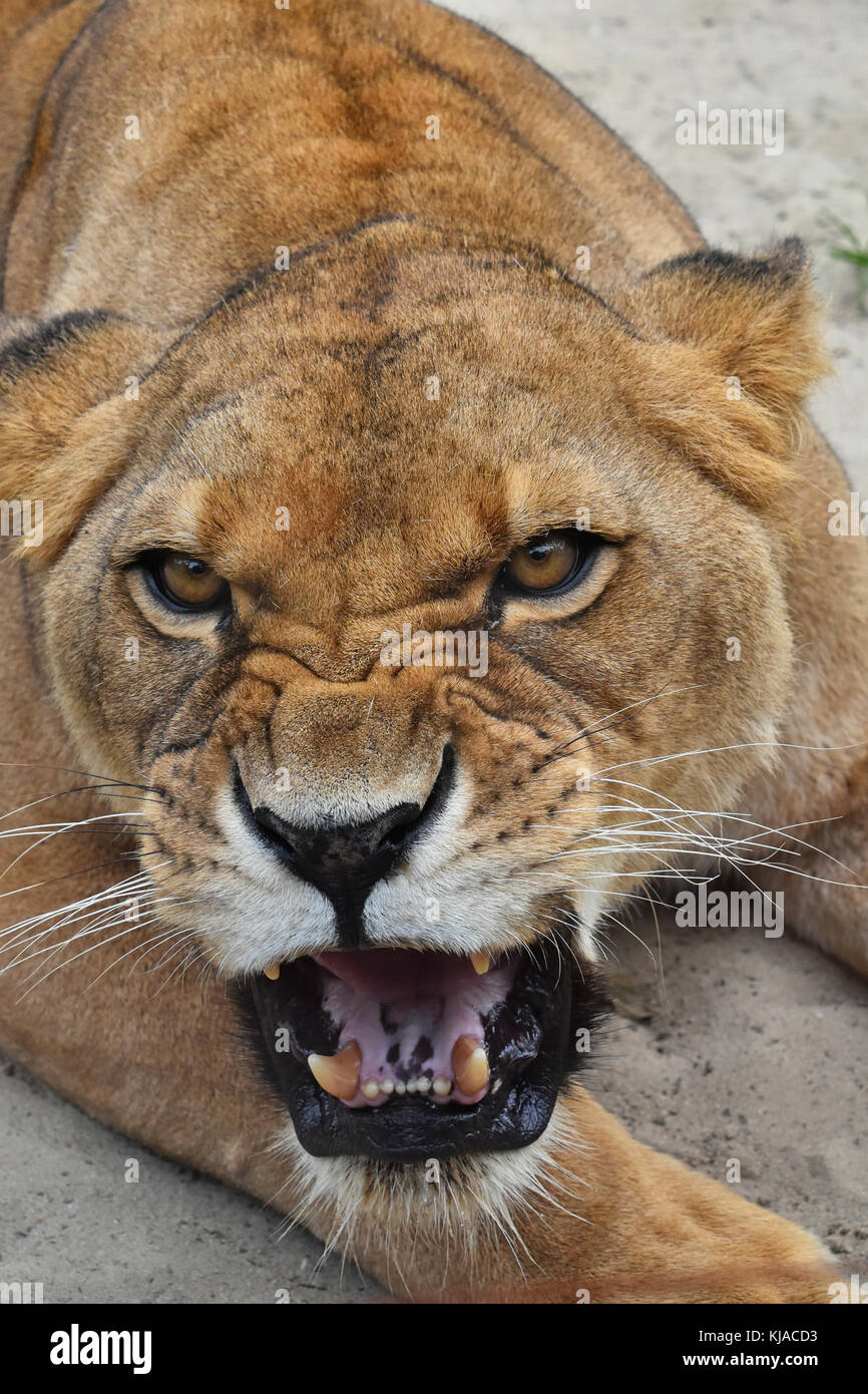 Close up portrait of mature femelle magnifique lionne d'Afrique, en colère contre ses dents, rugissant et looking at camera, portrait Banque D'Images