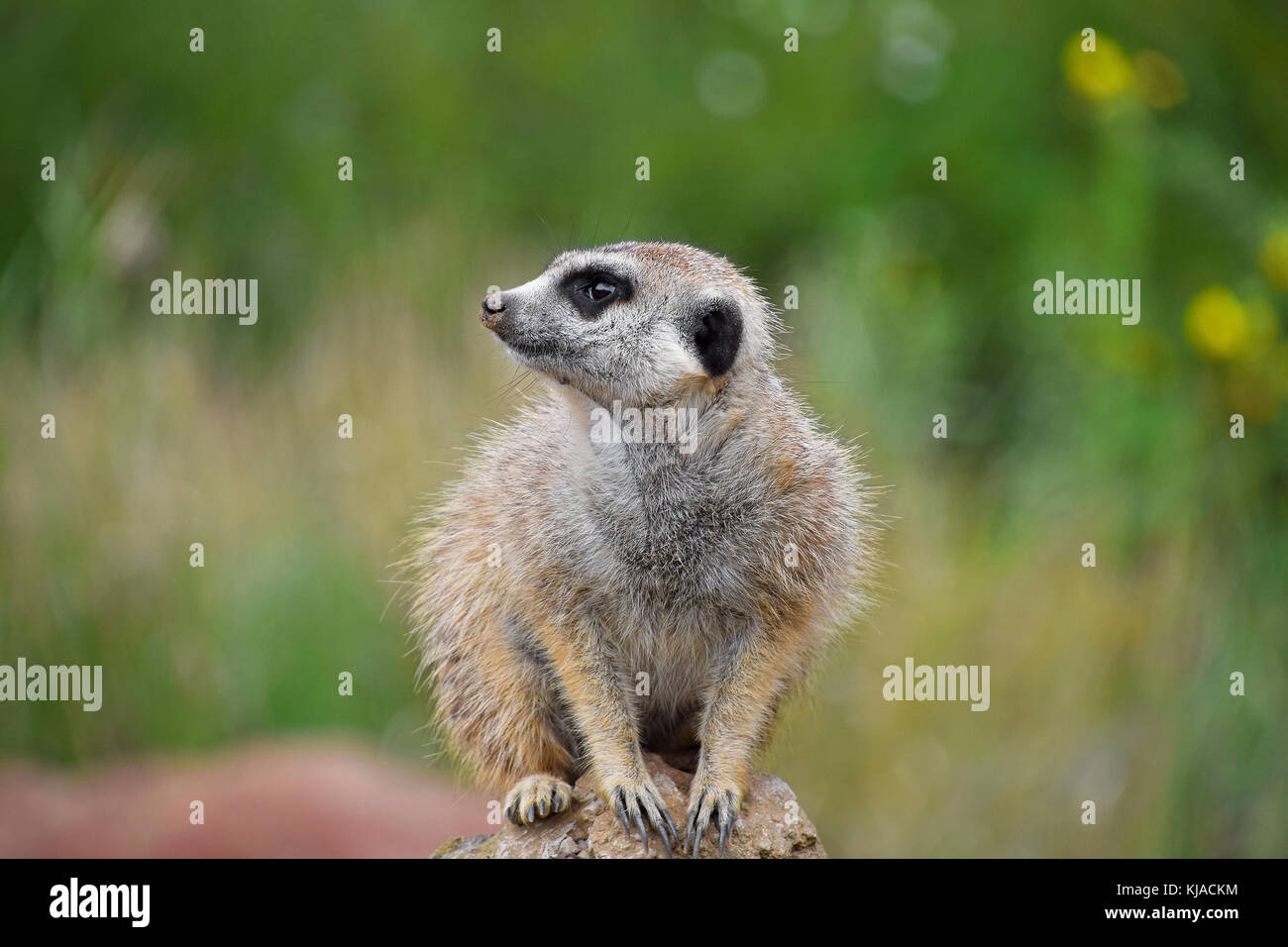 Close up portrait portrait de l'un meerkat assis sur un rocher et regardant ailleurs alerté sur fond vert, low angle view Banque D'Images