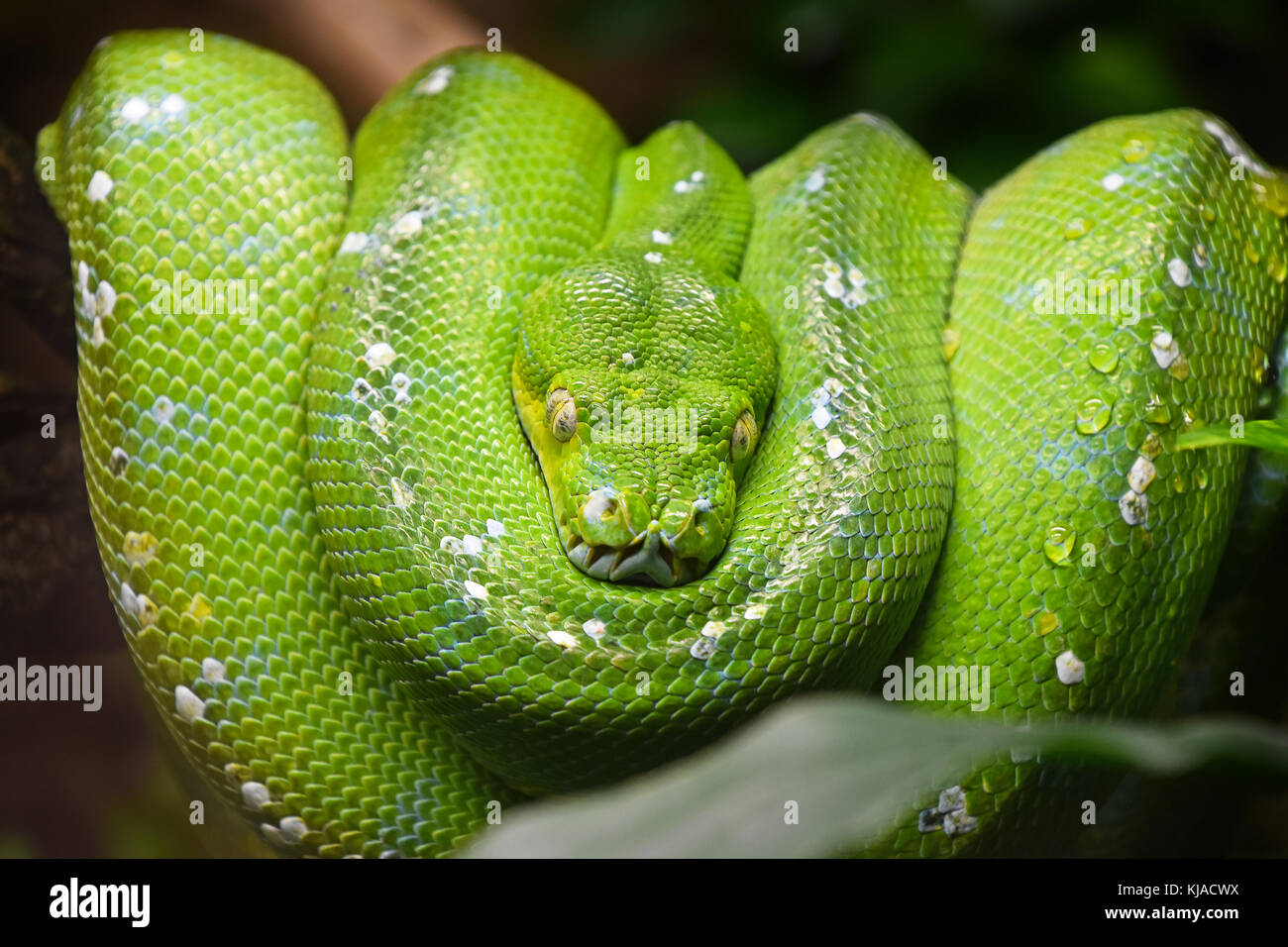 Close up portrait of beautiful green tree python (morelia viridis) en regardant dans la caméra, low angle view Banque D'Images