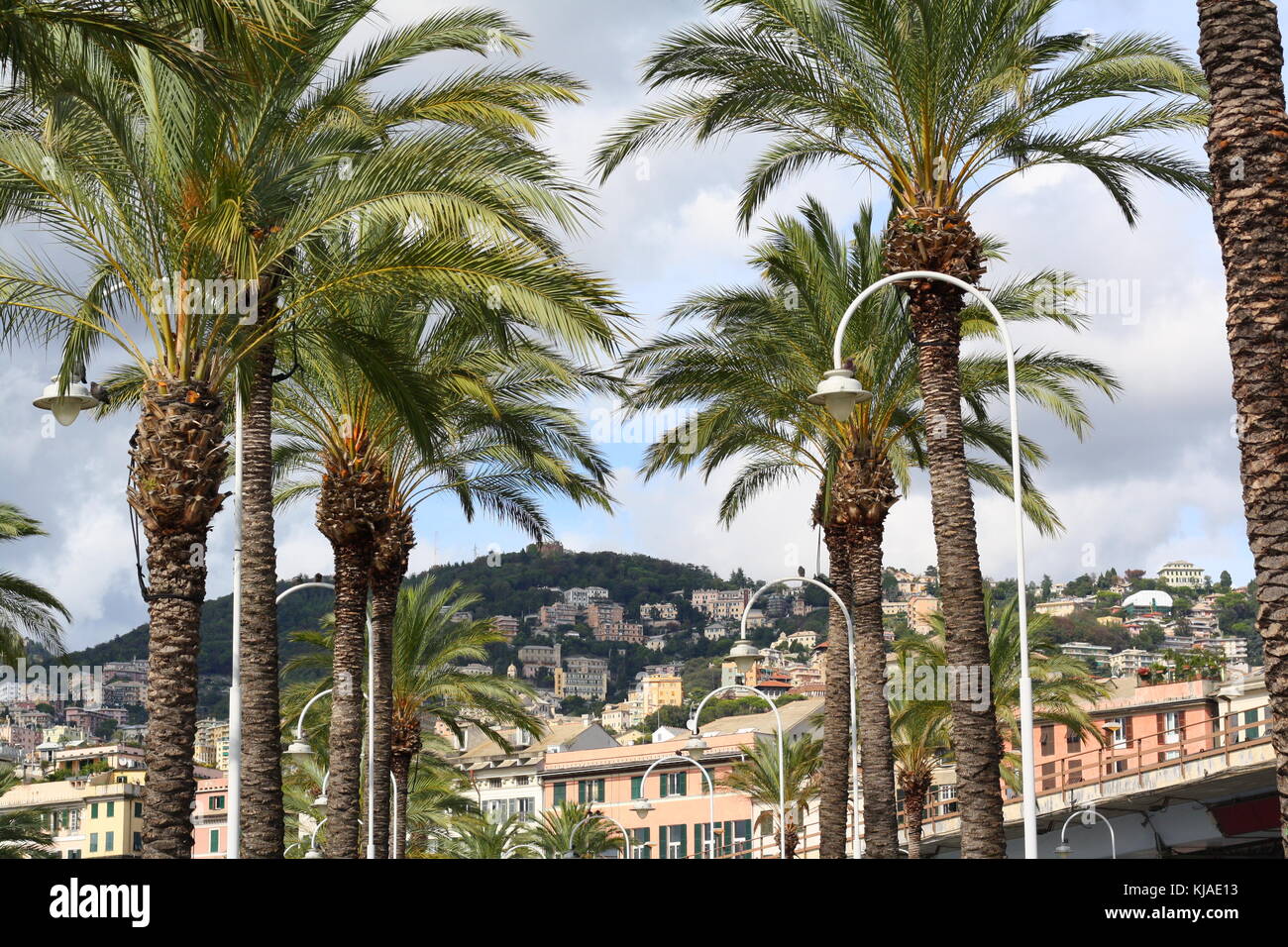 Palmiers à Gênes, le port de la mer méditerranée, avec un climat subtropical. Banque D'Images