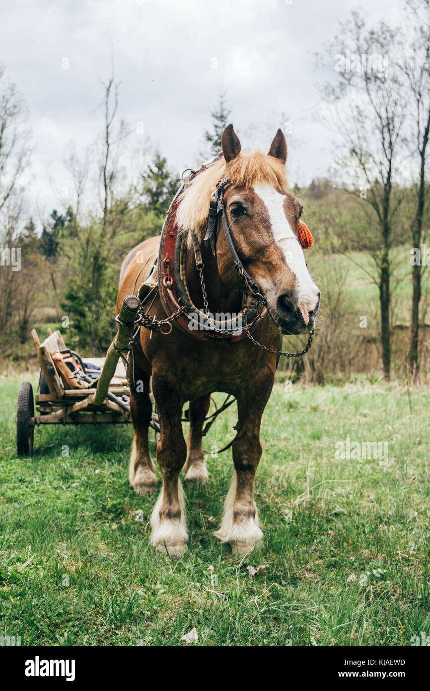 Projet de cheval dans un faisceau avec un panier attaché au debout dans un champ d'herbe Banque D'Images