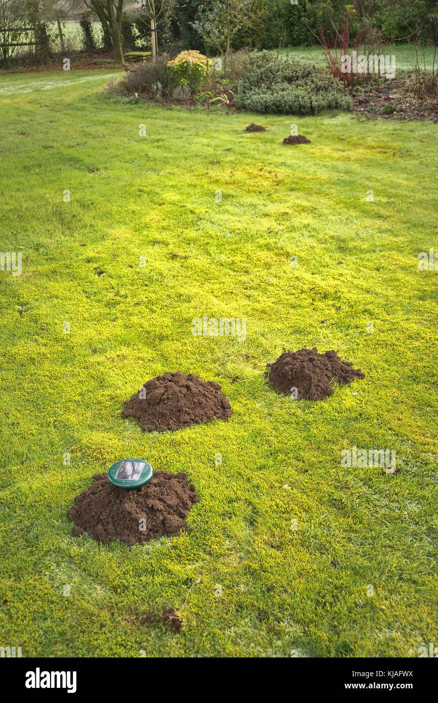 Mole hills figurant sur une pelouse anglaise juste après avoir placé les dispositifs de dissuasion Banque D'Images
