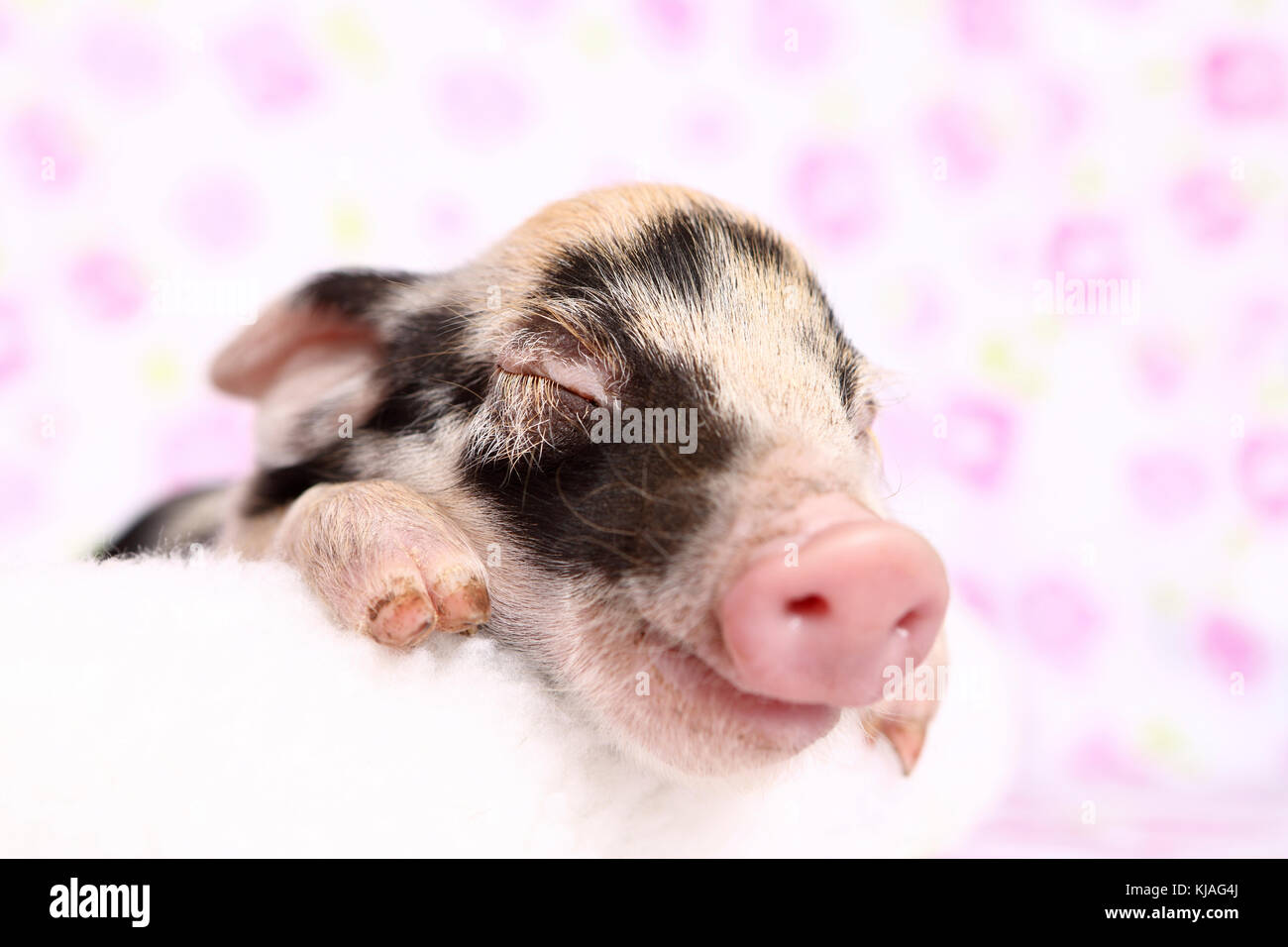 Porc domestique, Turopolje x ?. Porcelet de dormir sur une couverture blanche. Studio photo vu sur un fond blanc avec impression de fleurs. Allemagne Banque D'Images