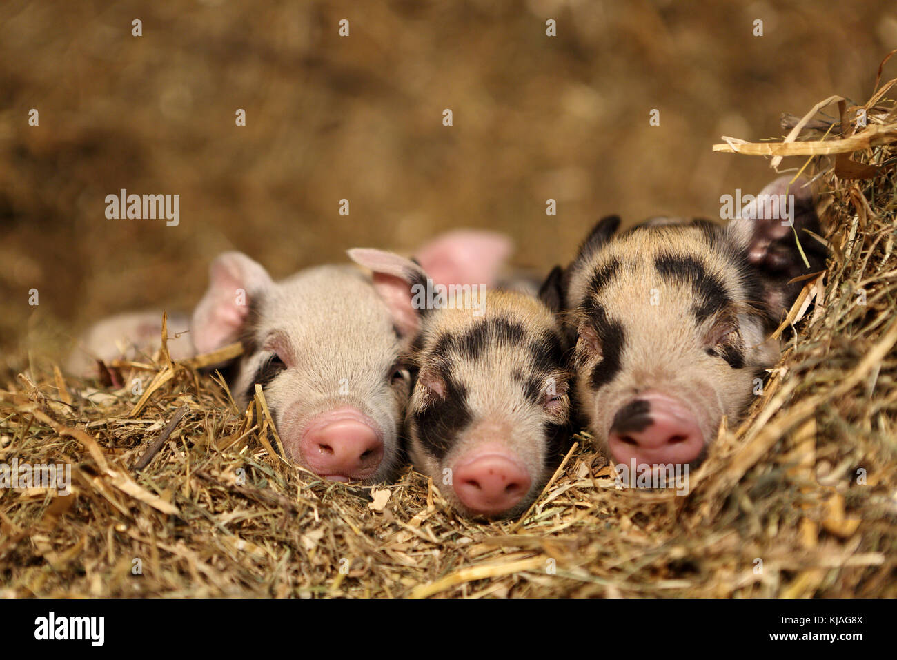 Porc domestique, Turopolje x ?. Les porcelets de dormir dans la paille. Allemagne Banque D'Images