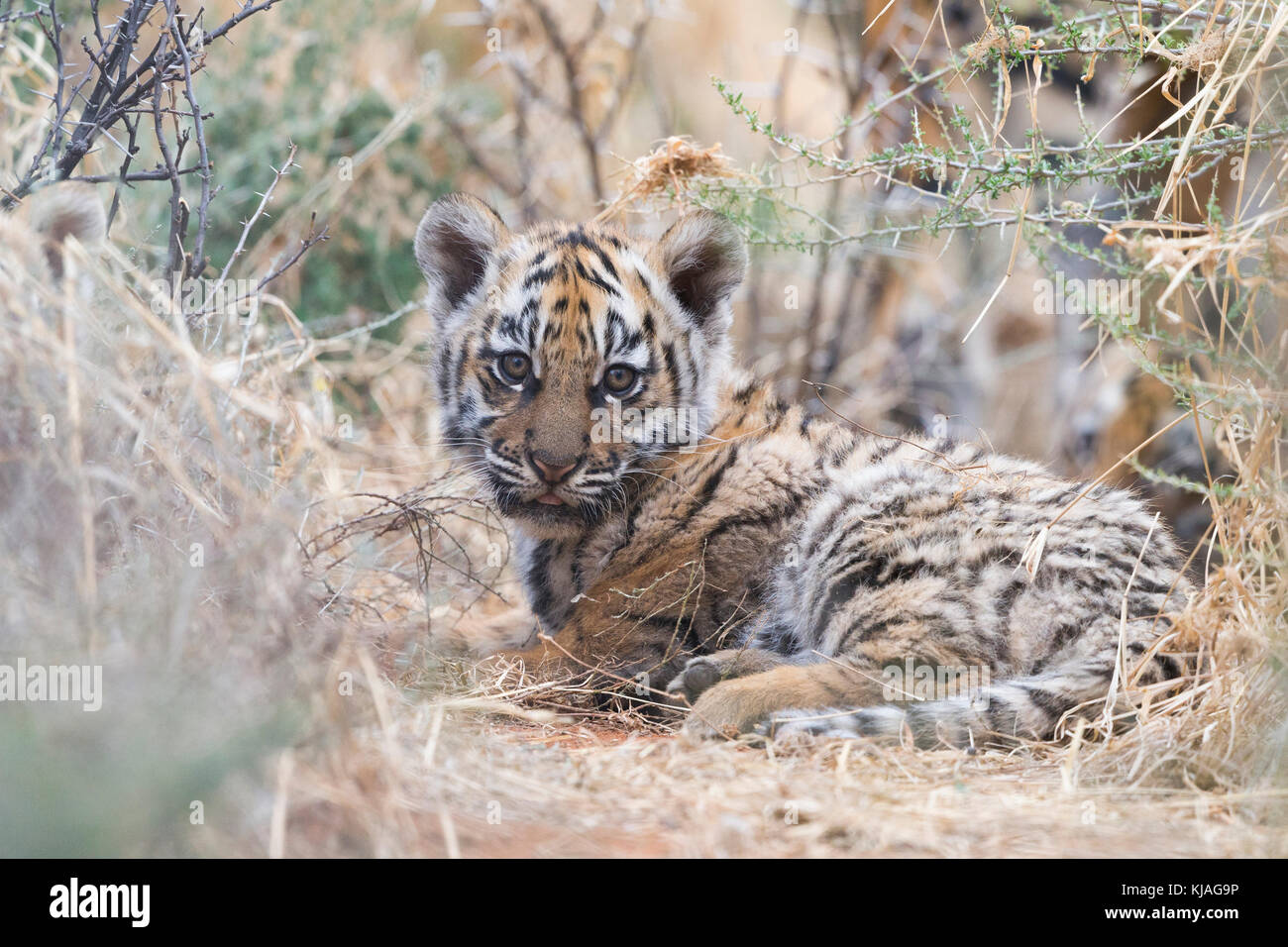 (Asie) Bengal Tiger (Panthera tigris tigris) , autour de bébé 3 mois dans sa peau Banque D'Images