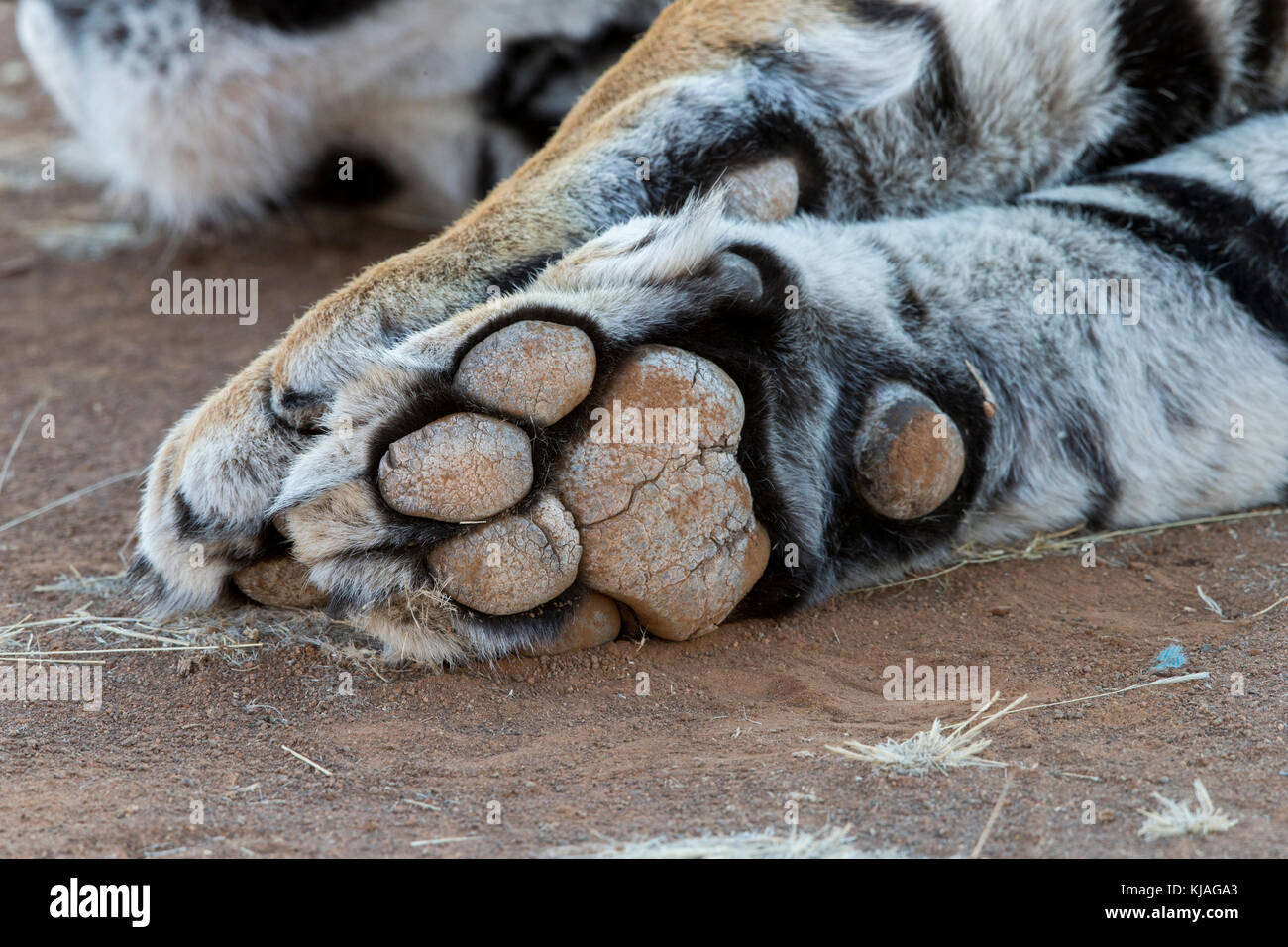 Asiatiques (blanc) du Bengale tigre (Panthera tigris tigris), forlegs, paw, visibles sur la plante des pieds Banque D'Images