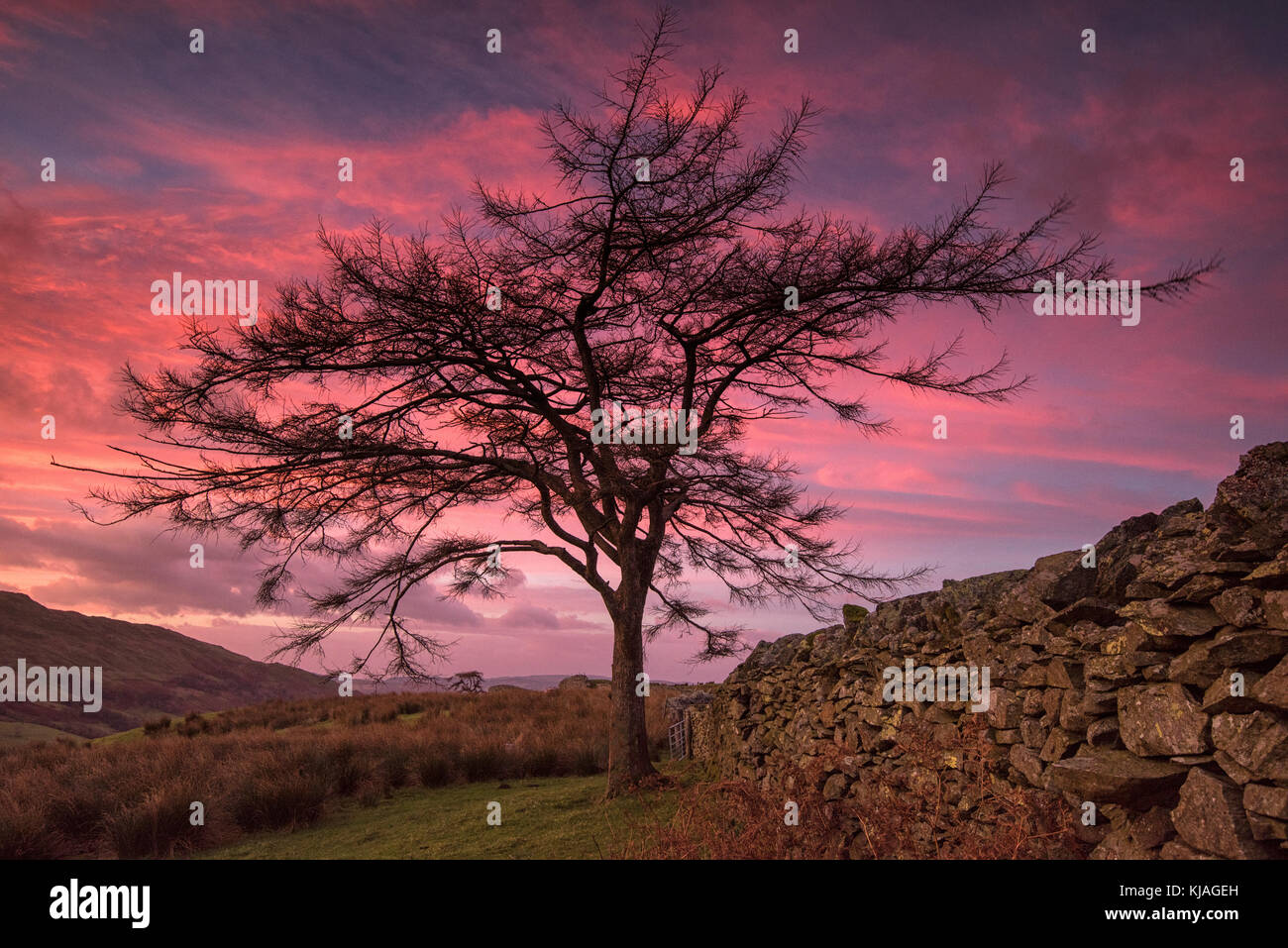 Lone Tree à Sunrise sur « The Combatt » jusqu'au col Kirkstone depuis Ambleside dans le Lake District, Cumbria Angleterre Royaume-Uni Banque D'Images