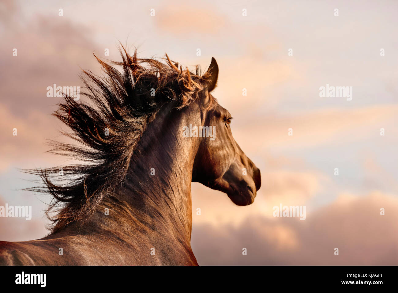 Cheval Espagnol, andalou. Portrait de dun étalon en lumière du soir. La Suisse Banque D'Images