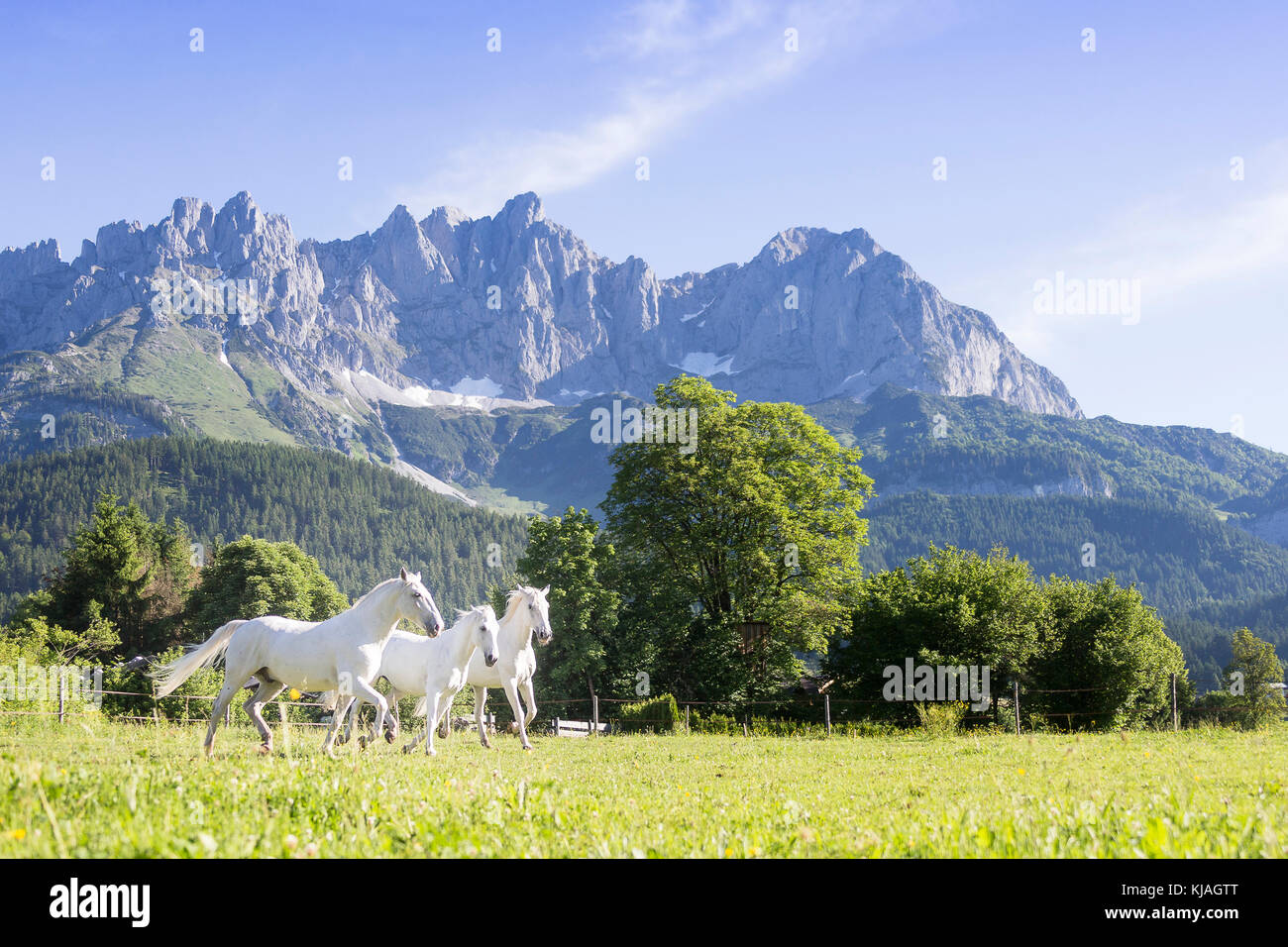 Cheval lipizzan. Trois juments adultes trottant sur un pâturage avec le Kaiser montagnes en arrière-plan. L'Autriche Banque D'Images