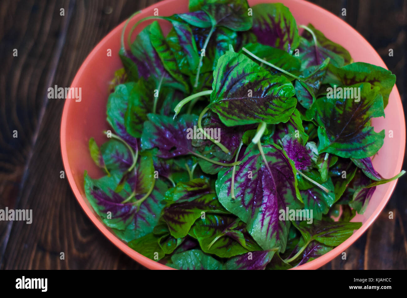 Les feuilles d'épinards violet dans un bol. Un nouveau mélange de vert et violet les épinards sur la table close up. La cuisine plat à la maison. Banque D'Images