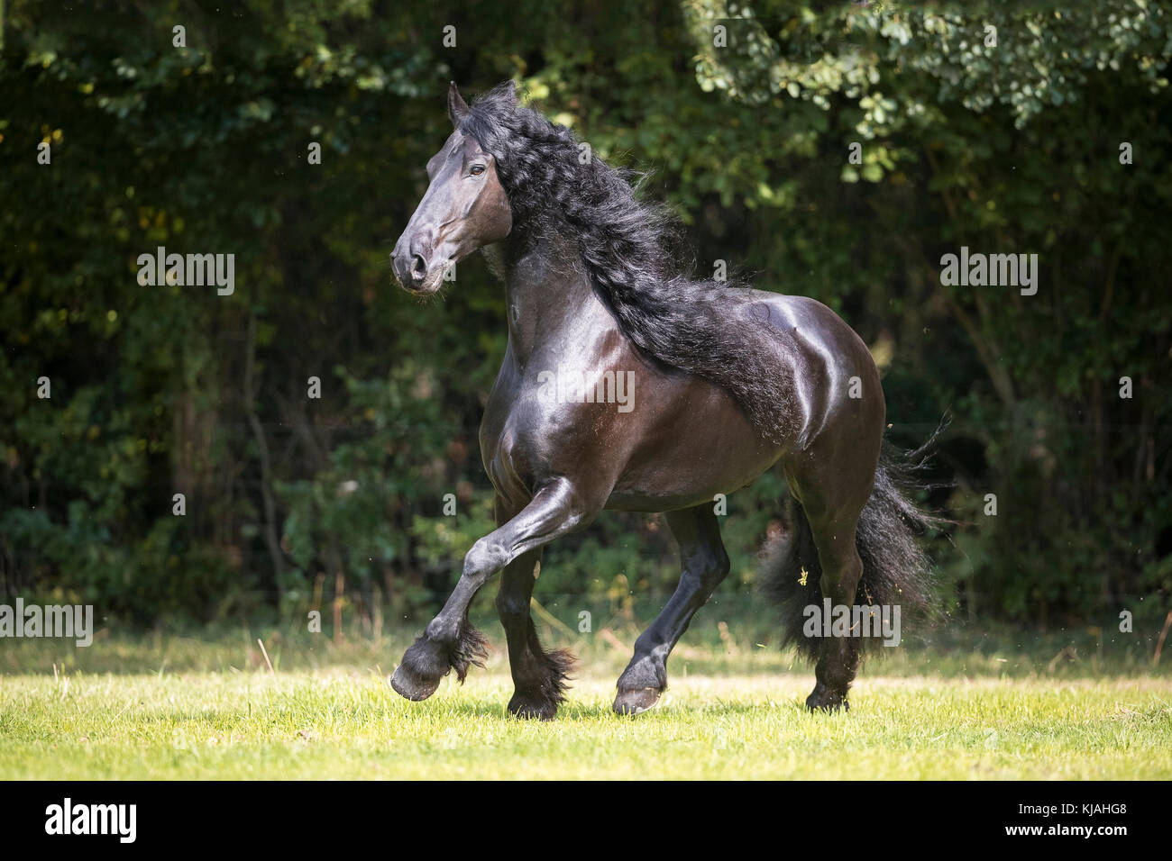 Cheval frison. Hongre adultes galoper sur un pâturage. Allemagne Banque D'Images