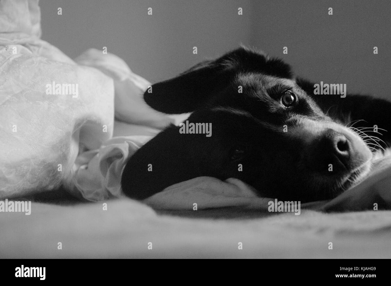 Photo noir et blanc avec border collie looking at camera Banque D'Images