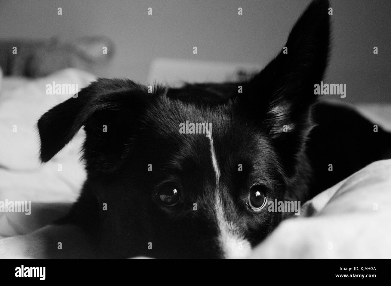 Photo noir et blanc avec border collie looking at camera Banque D'Images